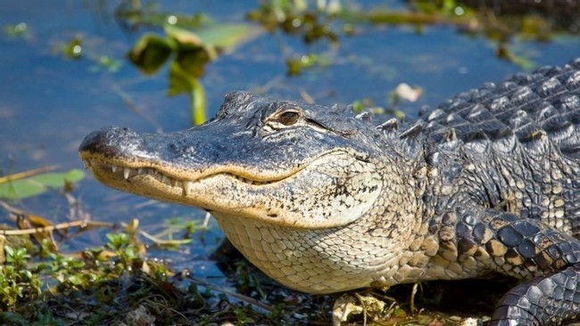 Everglades airboat and Millionaire's Row cruise combo from Miami Beach